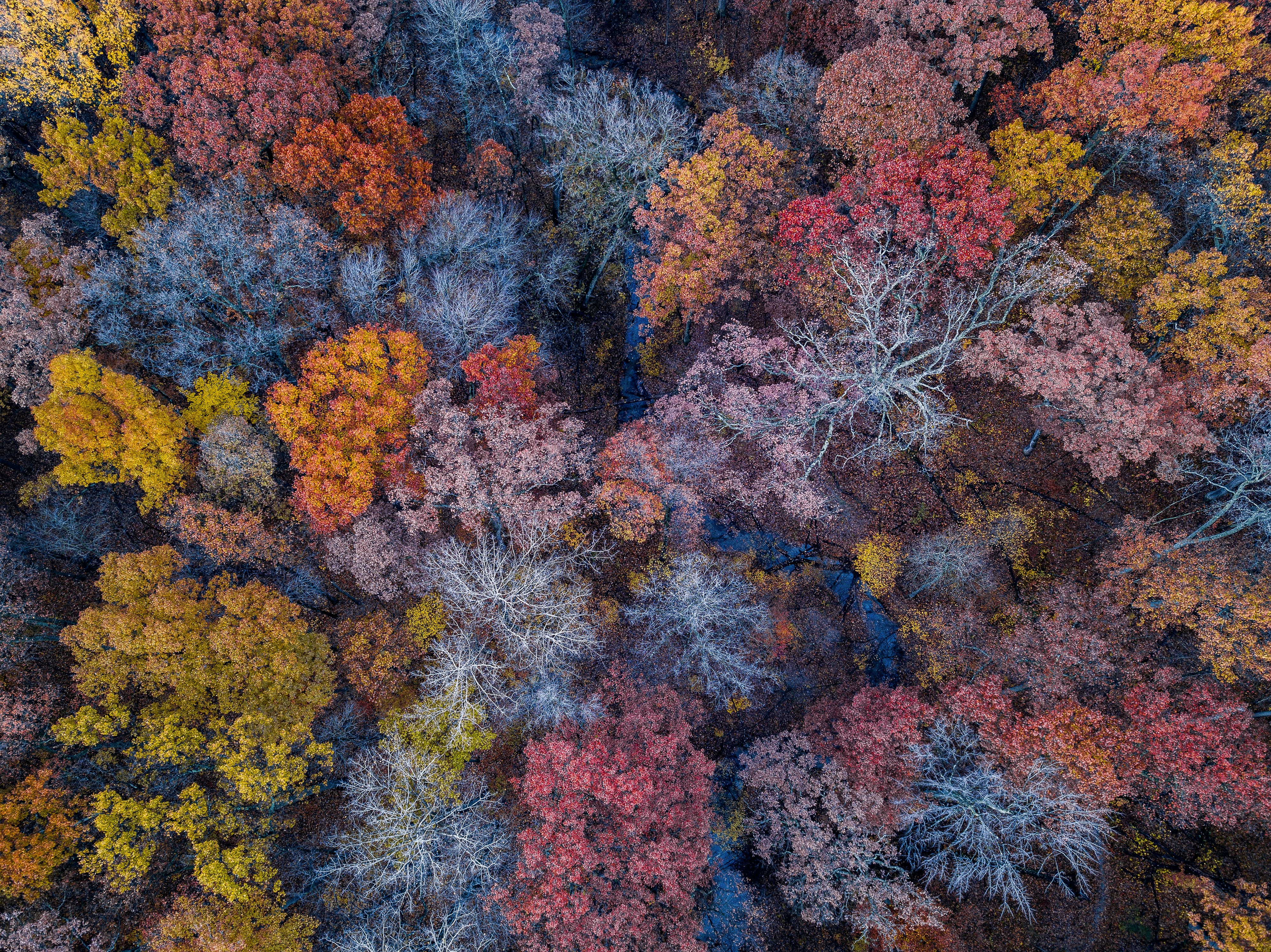 aerial photo of forest during the fall